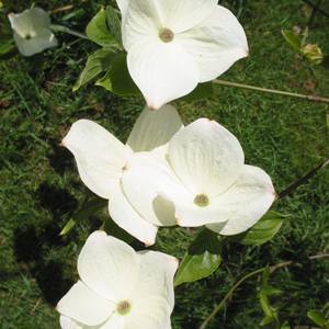 Cornus 'Eddie's White Wonder' - Plants of the Month May